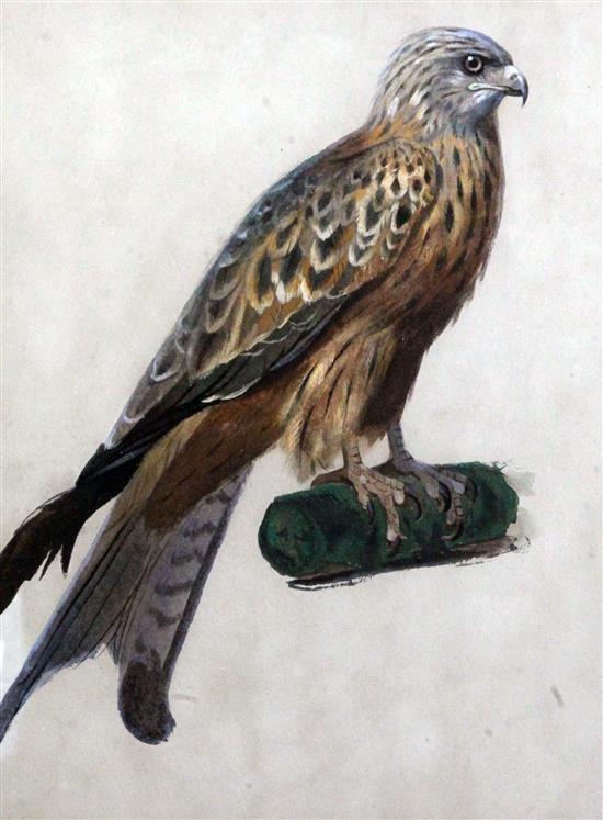 Archibald Thorburn (1860-1935) Immature Lanner Falcon 11 x 8.75in.